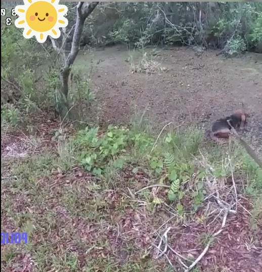 Car Theft Suspect Attempts to Hide From K9 Buster’s Nose