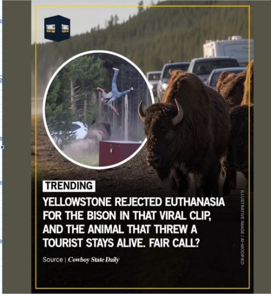Yellowstone Will Not Euthanize Bison That Threw Tourist Into the Air, Officials Say