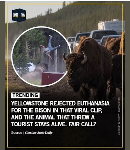 Yellowstone “Rejected Euthanasia” for Bison That Threw a Tourist? The Viral Graphic Gets the Story Wrong