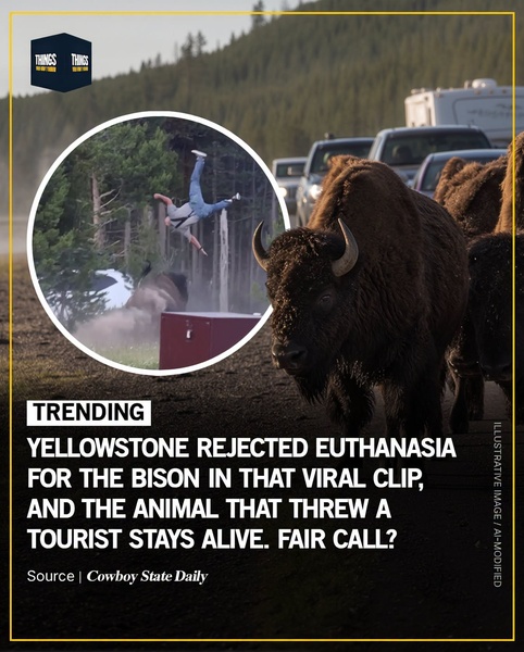 Yellowstone Rejects Euthanasia for Bison in Viral Attack — Here's Why