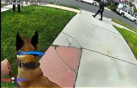 Suspect Runs From LA Police — K9 Tracks Him Down