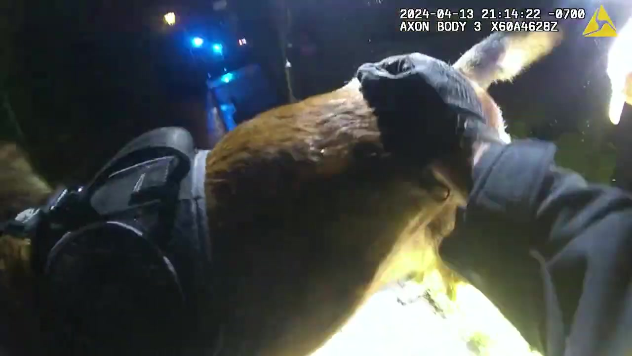 Police K9 Dogs Take Down Real Suspects in Intense Arrests