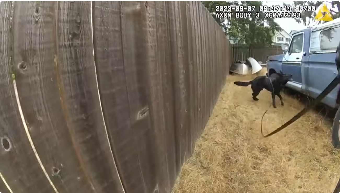 Police K9 Dogs Track Down Suspects With Their Incredible Sense of Smell