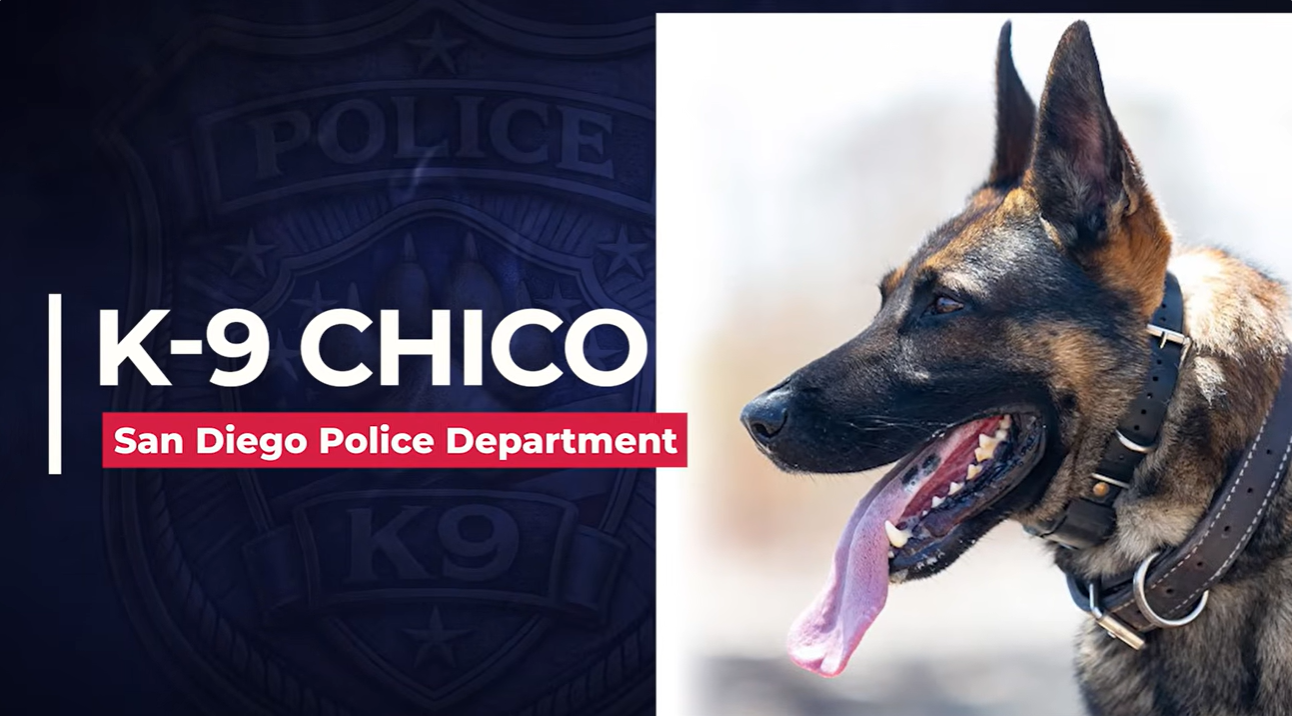 Police K9 Chico Real Suspect Takedowns Bodycam