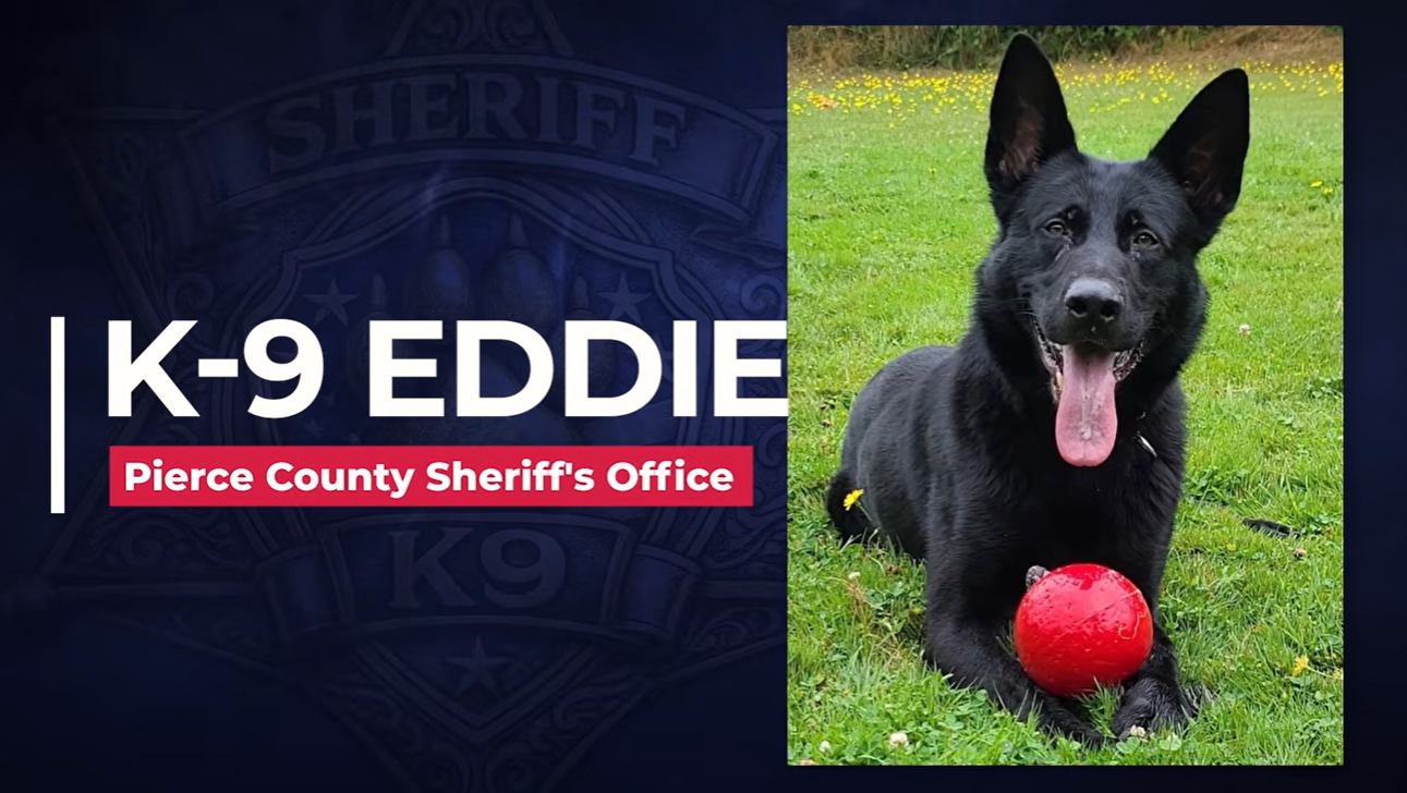 Watch K9 Eddie Take Down Dangerous Suspects
