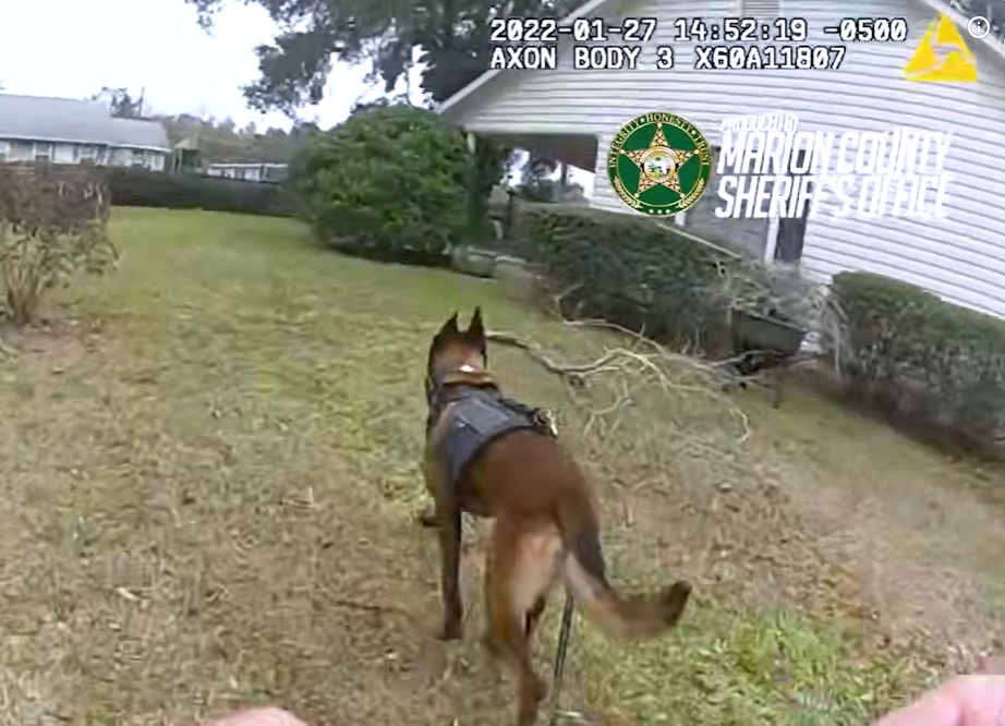 K9 Duder tracking through a residential yard