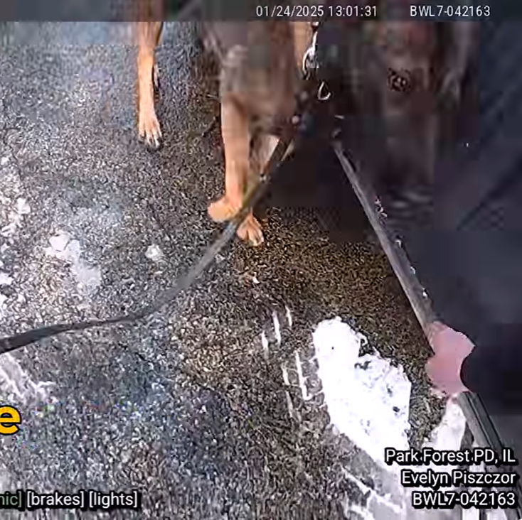 K9 Lorde working beside vehicle during Park Forest traffic stop