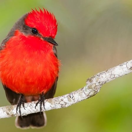 Top 5 Once In A Lifetime Songbirds