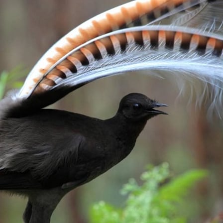Lyrebirds in Their Natural Habitat: Where to Spot Them