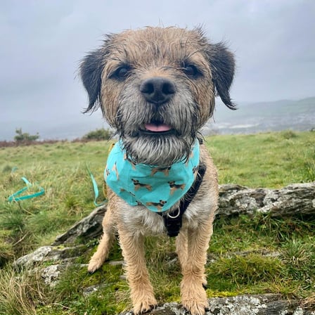 The Bright and Energetic World of Border Terriers