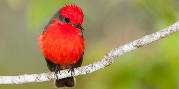 Top 5 Once In A Lifetime Songbirds