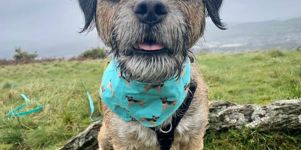 The Bright and Energetic World of Border Terriers