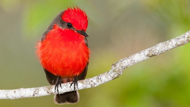 Vermilion Flycatcher