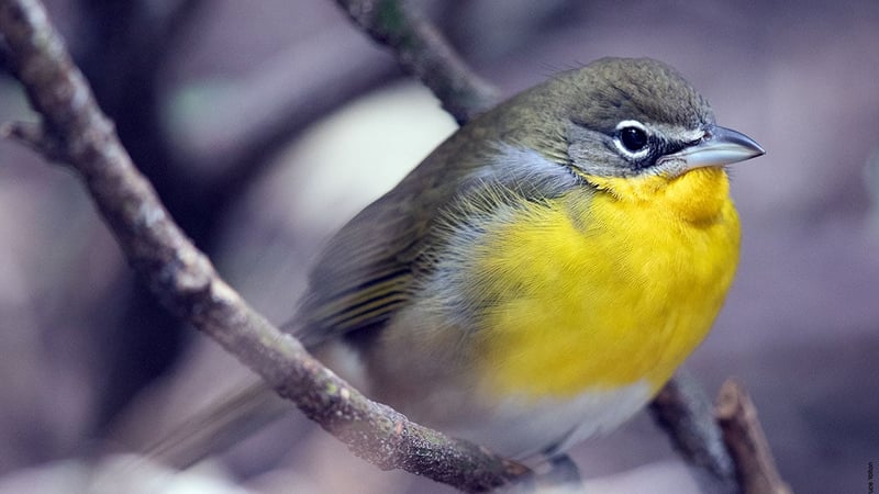 Yellow-breasted Chat - Urban Hawks