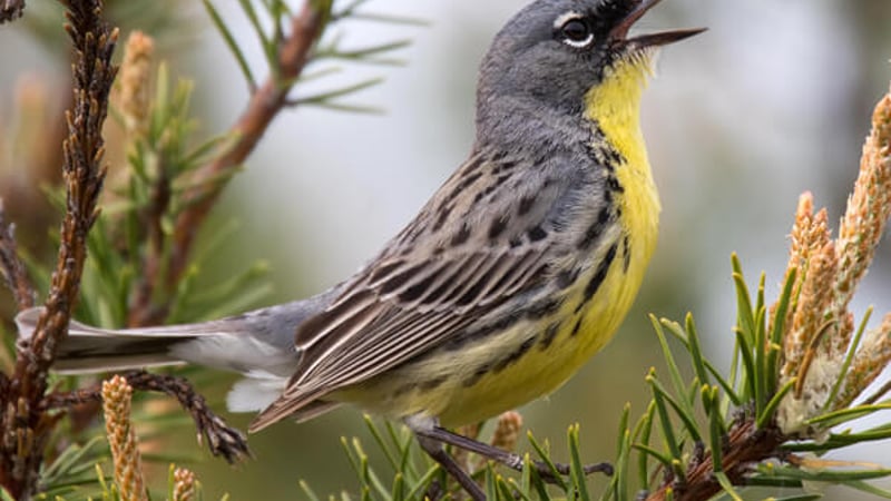 Kirtland's Warbler - American Bird Conservancy