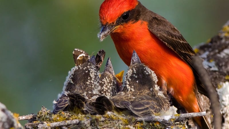 Vermilion Flycatcher | Audubon Field Guide