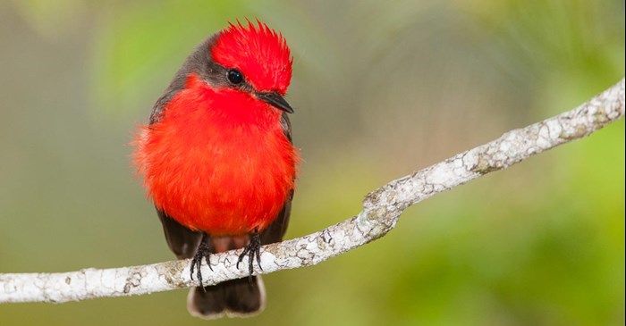 Top 5 Once In A Lifetime Songbirds